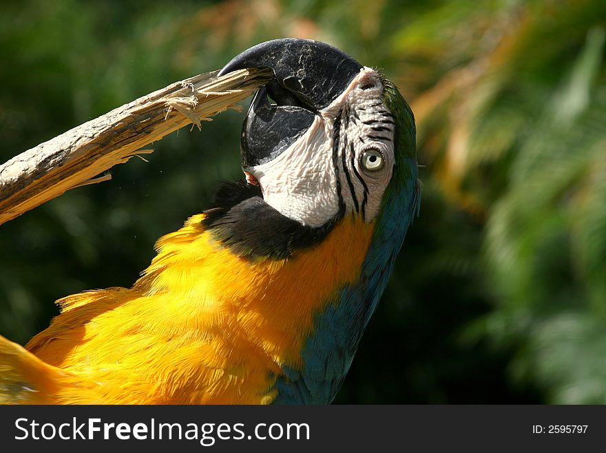 Yellow and blue Macaw over the tree. Yellow and blue Macaw over the tree