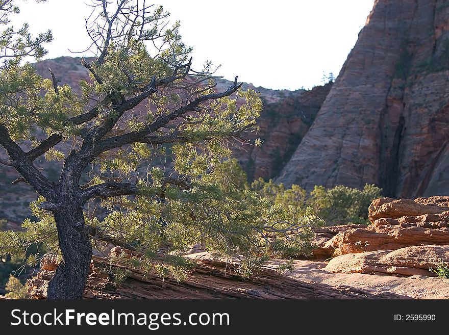 Single Tree In Zion Park