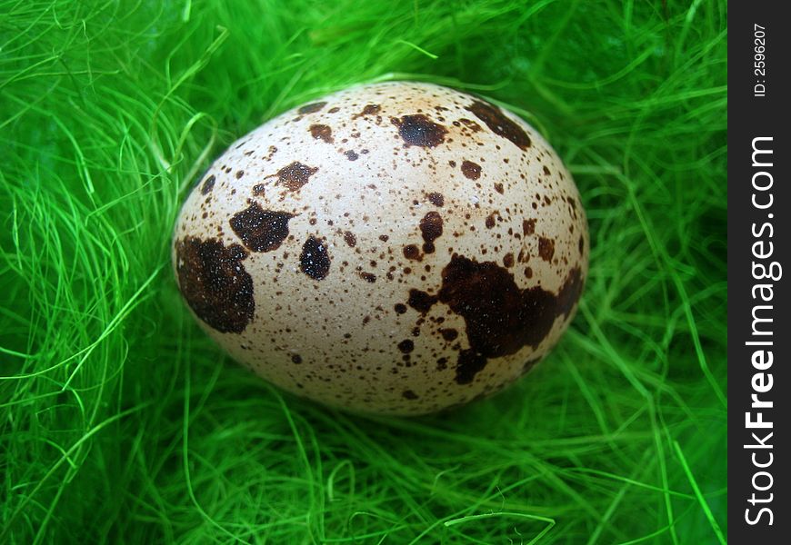 quail egg on green background