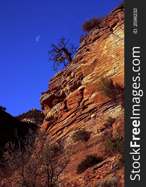 Lone tree with moon on the red cliffs of Zion National Park. Lone tree with moon on the red cliffs of Zion National Park
