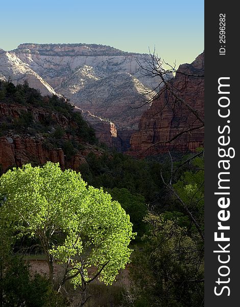 Bright green tree in the sunrise in Zion National Park. Bright green tree in the sunrise in Zion National Park