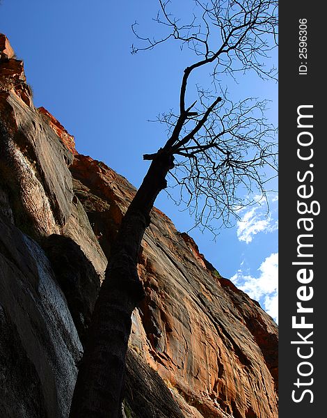 Red cliff of Zion with a single tree. Red cliff of Zion with a single tree