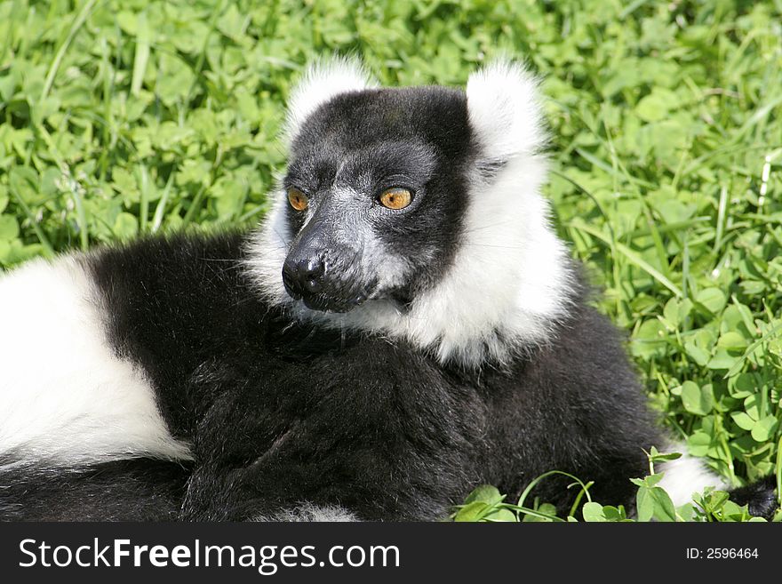 Black and white lemur surveying surroundings with bright eyes. Black and white lemur surveying surroundings with bright eyes