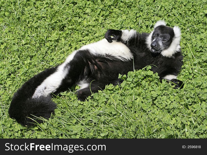 Black and white lemur relaxes in the sunshine. Black and white lemur relaxes in the sunshine