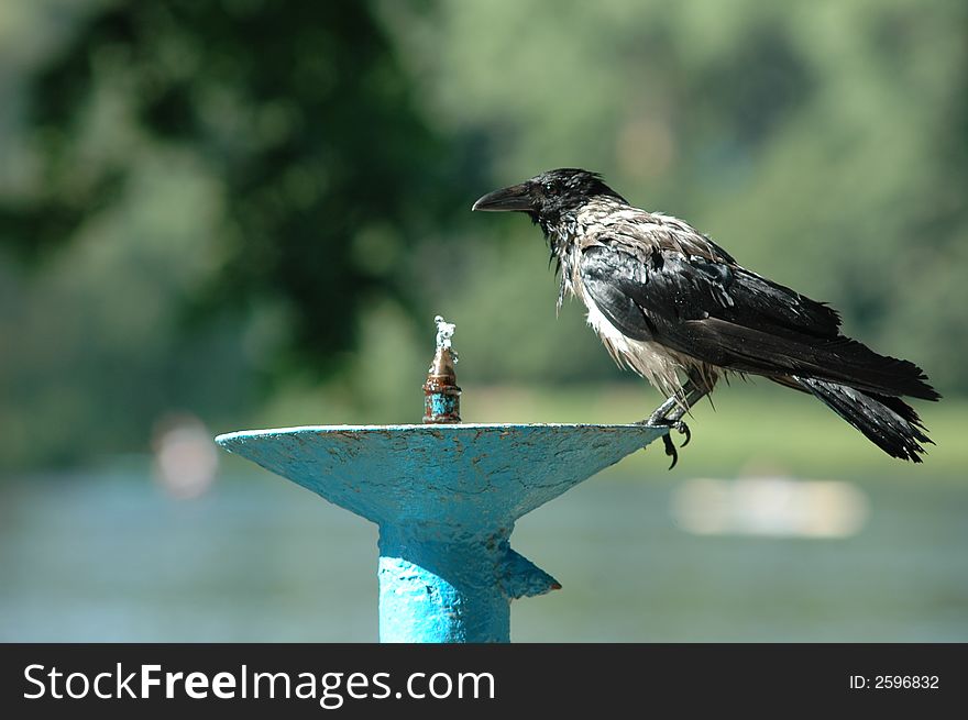 Bird, black, closeup, crow, eye, feathers, gaze, gazing, intelligent, outdoor, parks, piercing, raven, roost, sable, watchful, watching, wild, wildlife, blue, boil, boiling, bubble, bubbles, cool, drink, water,. Bird, black, closeup, crow, eye, feathers, gaze, gazing, intelligent, outdoor, parks, piercing, raven, roost, sable, watchful, watching, wild, wildlife, blue, boil, boiling, bubble, bubbles, cool, drink, water,