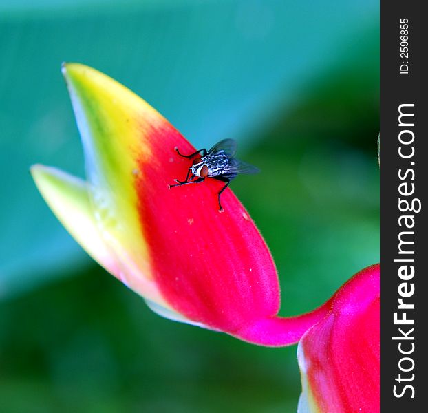 Fly on the flower image at the garden