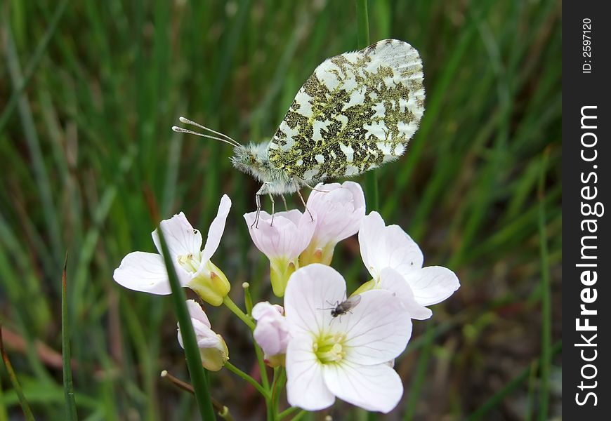 Orange tip butterfly