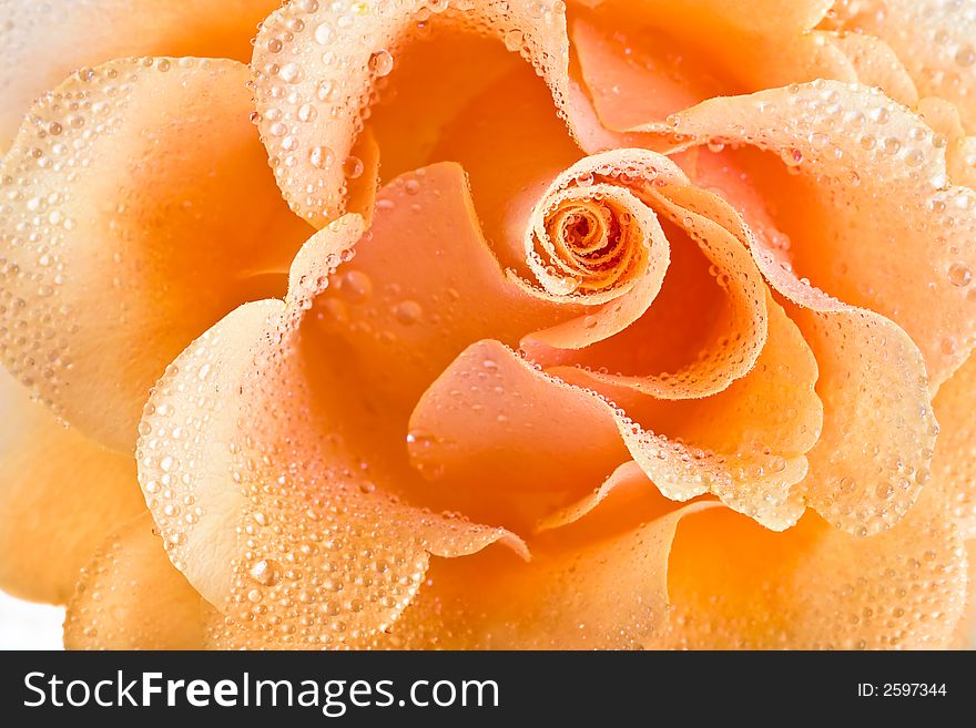 Yellow rose background-combination of the perfect form and soft illumination