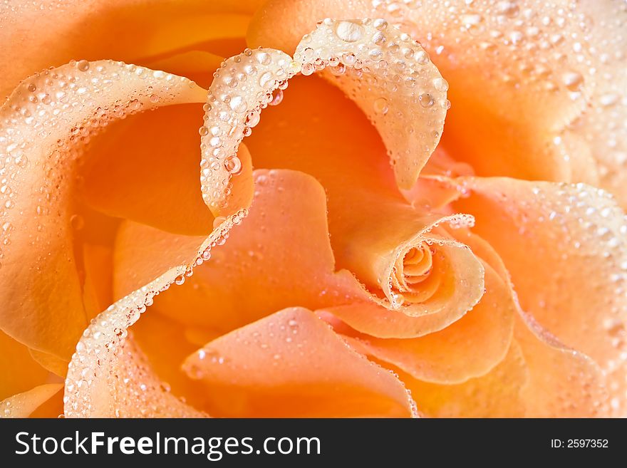 Yellow rose background-combination of the perfect form and soft illumination