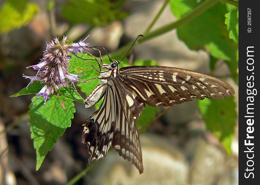 Close up of a beautiful butterfly (Papilio xuthus) on flower of woodsy mint. Profile. South of Russian Far East. Close up of a beautiful butterfly (Papilio xuthus) on flower of woodsy mint. Profile. South of Russian Far East.