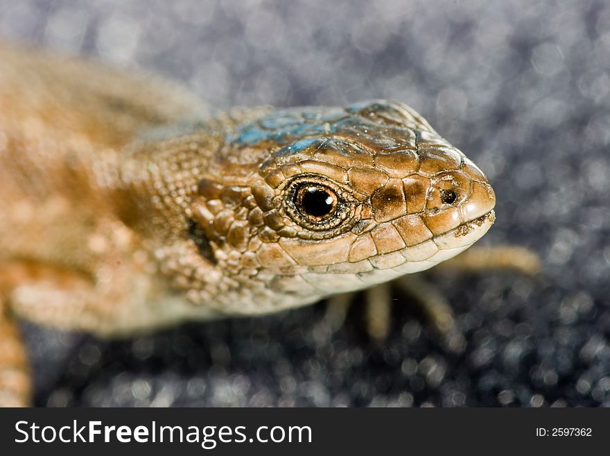 Small lizard portrait on dark background