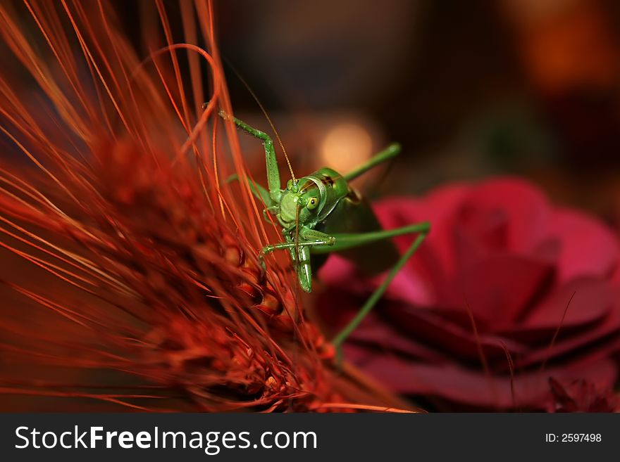 Grasshopper climbing, with nice contrast background. Grasshopper climbing, with nice contrast background