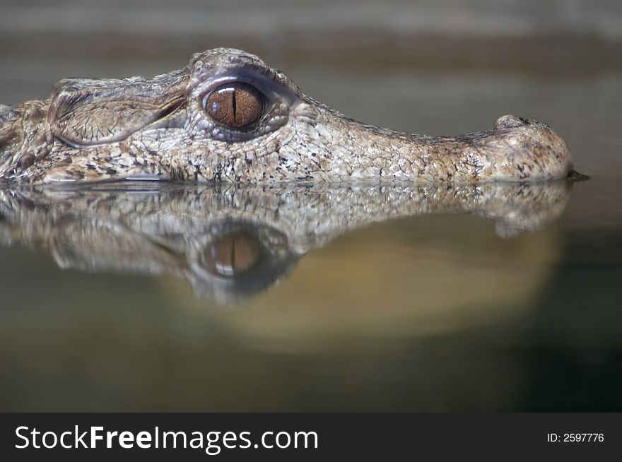 A dwarf caiman lurks partially submerged in a zoo display.