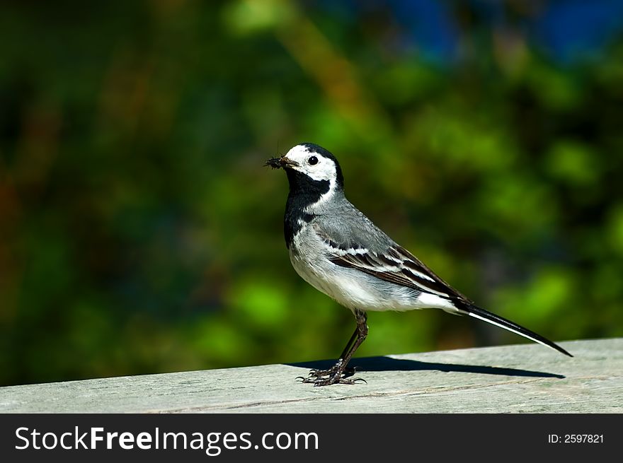 A small wagtail with an insect in its mouth. A small wagtail with an insect in its mouth