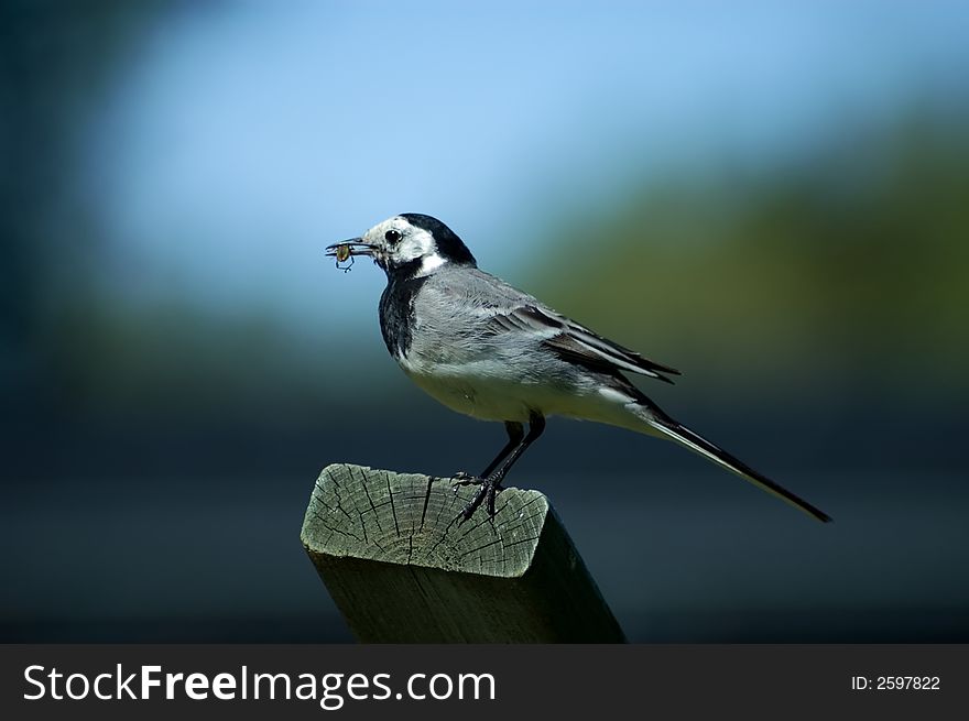 A small wagtail with an insect in its mouth. A small wagtail with an insect in its mouth