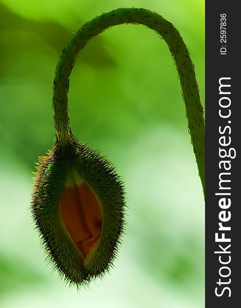 Scary looking hairy plant with blurry background. Scary looking hairy plant with blurry background