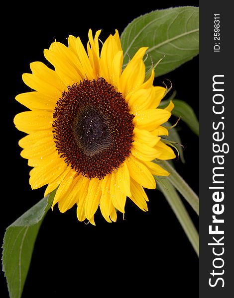 Beautiful yellow Sunflower on black background