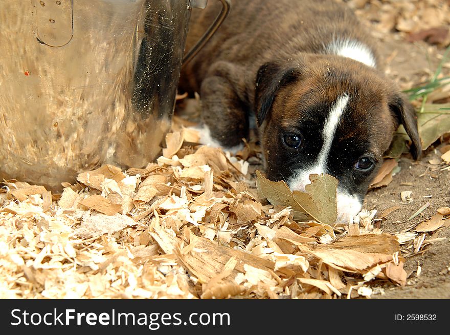 A beagle mix puppy resting outside. A beagle mix puppy resting outside