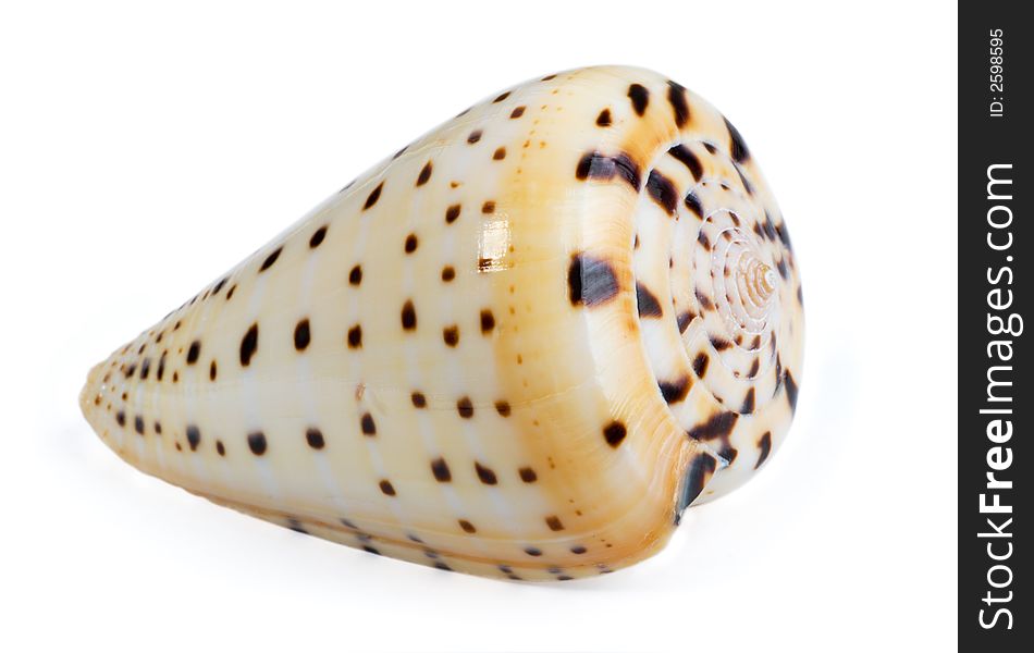 Close-up of sea shell cutout