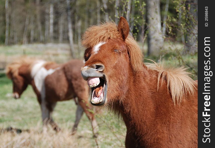 Icelandic Laughing Horse