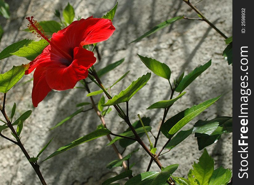 A hibiscus flower graws next to a stone wall.