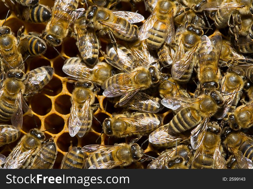 Bees On Honeycells