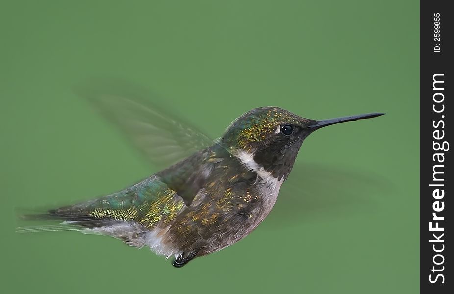 A Hummingbird that seems to be hovering. A Hummingbird that seems to be hovering.