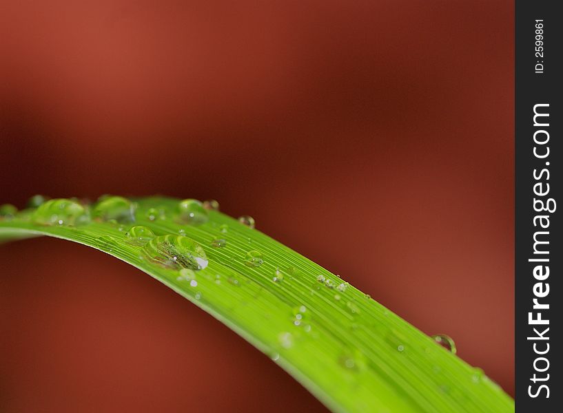 Water drops caught on a leaf. Water drops caught on a leaf