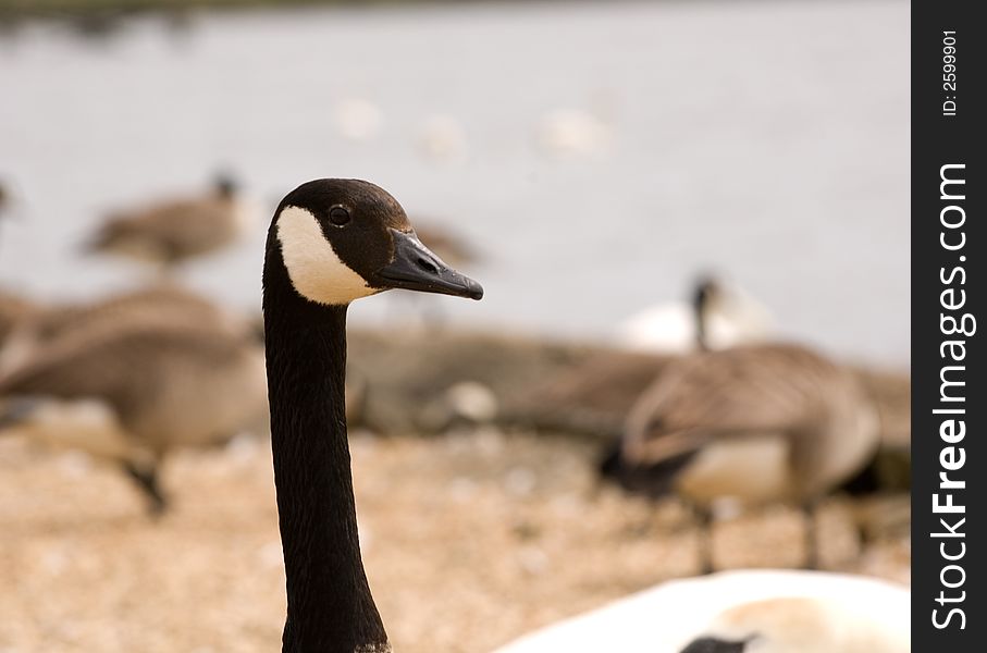 Closeup of head of Brant or Canadian goose. Closeup of head of Brant or Canadian goose