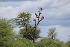 Vultures - Waiting For A Meal Stock Photography Vultures - Waiting For A Meal Stock Photography