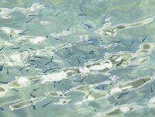 School Of Sea Fish Stock Photo School Of Sea Fish Stock Photo
