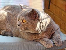 Garden Chair Pedigree Cat Royalty Free Stock Photography
