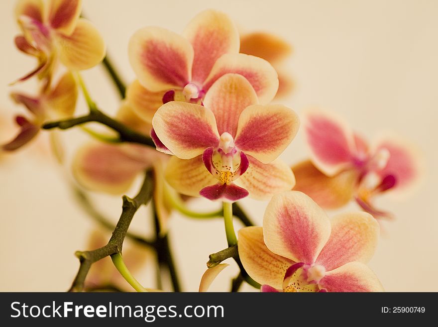 Beautiful yellow home flower orchid