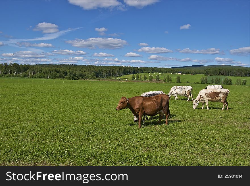 Cows in swedish field on blue sky background