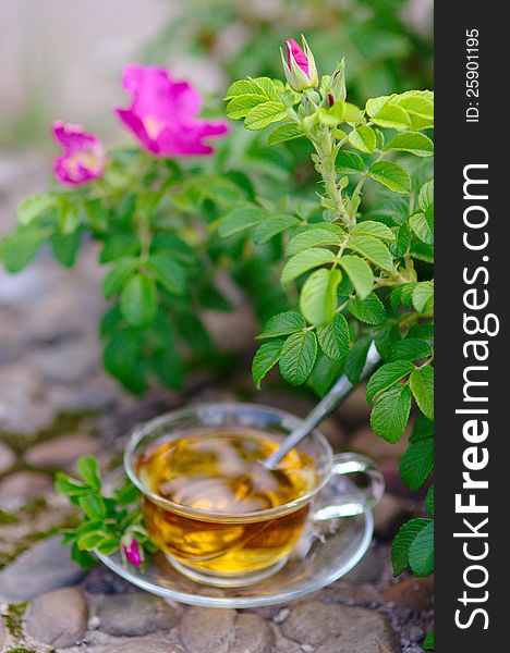 Cup of tea with pink canker-bloom. Cup of tea with pink canker-bloom