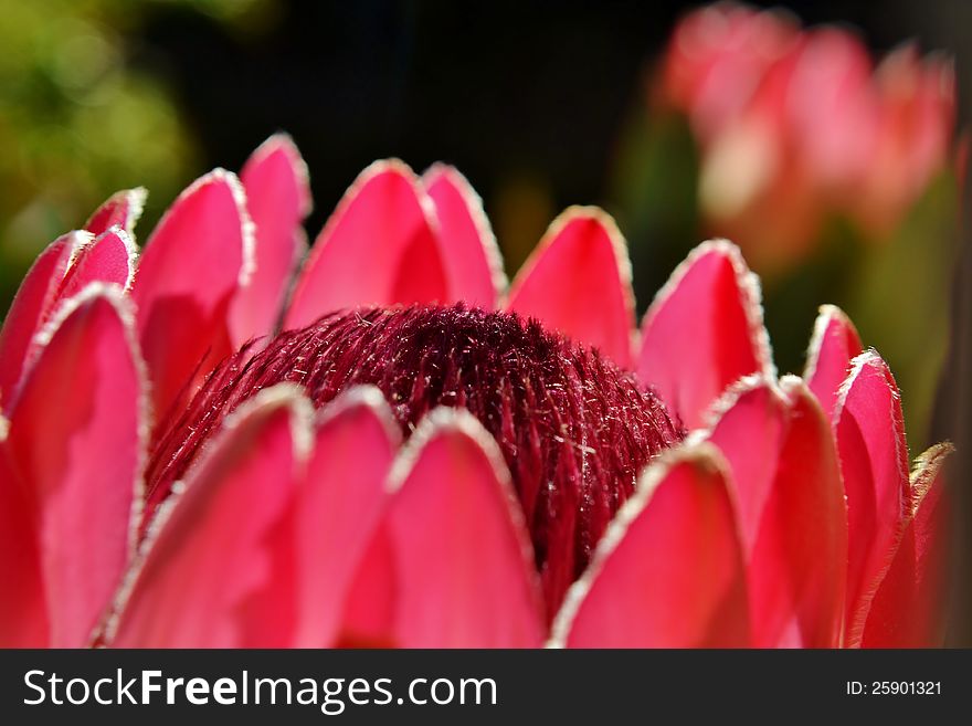 Protea Blossom