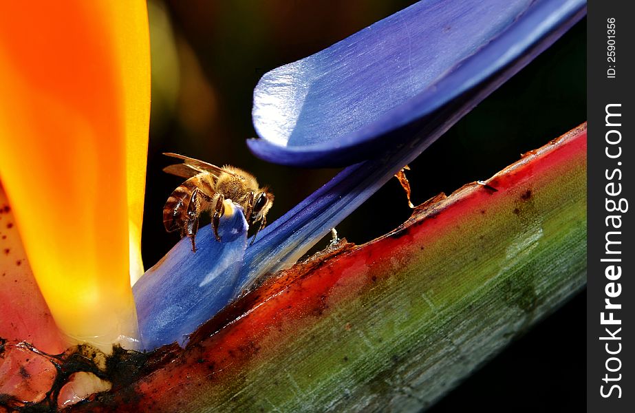 Close up of reginae strelitzia flower with bee