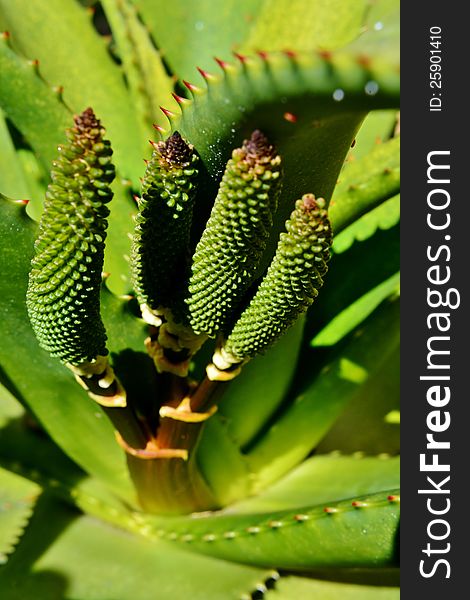 Close up of new Aloe vera flower buds