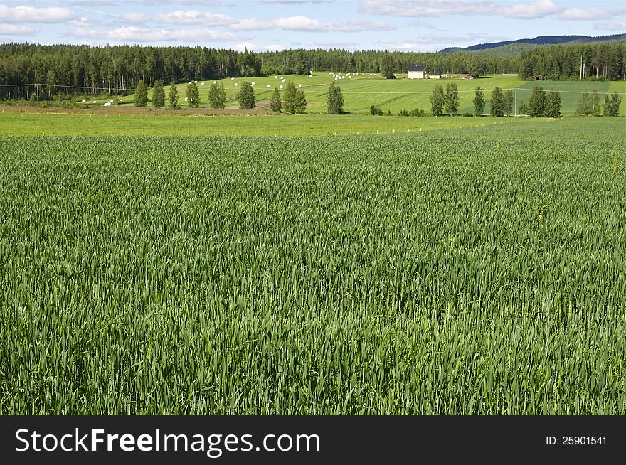 Swedish green middow in summer. Swedish green middow in summer