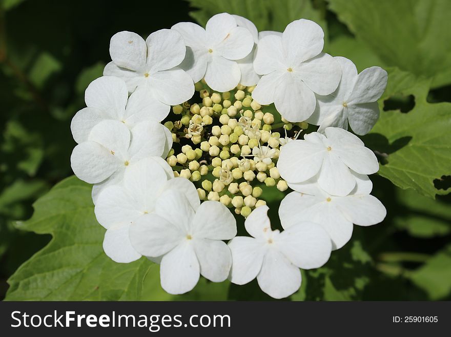 Guelder Rose &x28;Viburnum opulus&x29