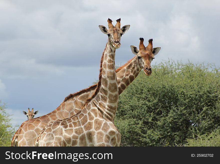 Two Adult Giraffe standing next to each other, curiously staring at photographer, whilst another in background looks over their backs, Namibia, Africa. Two Adult Giraffe standing next to each other, curiously staring at photographer, whilst another in background looks over their backs, Namibia, Africa