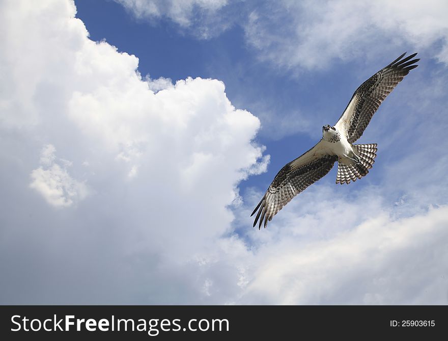 Osprey Soaring Among The Clouds