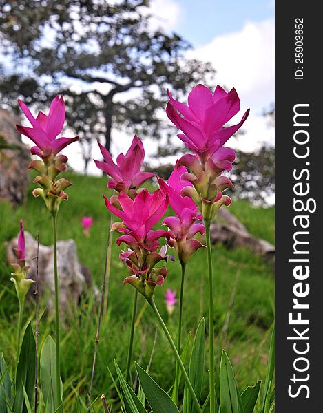 Alismatifolia flowers (curcuma alismatifolia gagnep.) or siam tulip with contorted tree background. Alismatifolia flowers (curcuma alismatifolia gagnep.) or siam tulip with contorted tree background