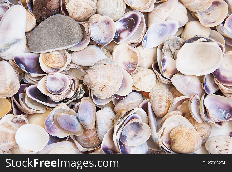 Background composition with  sea shells. Background composition with  sea shells
