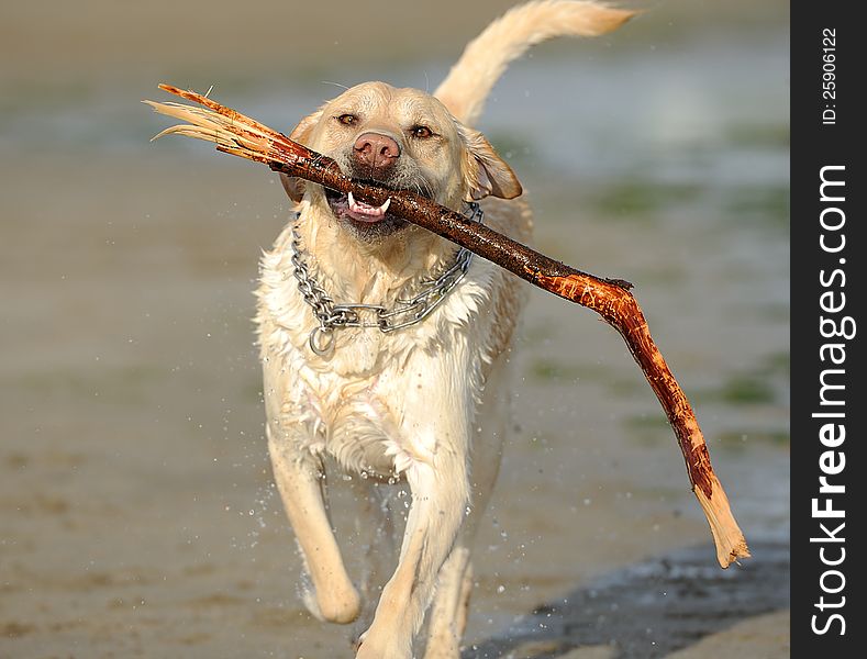 Happy dog carrying a stick,splashing. This photo is suitable for dog advertising. Happy dog carrying a stick,splashing. This photo is suitable for dog advertising.