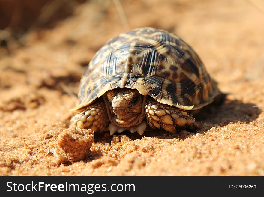 Leopard-skinned tortoise on red Kalahari sand dune - photo taken on a Game Ranch in Namibia, Africa. Leopard-skinned tortoise on red Kalahari sand dune - photo taken on a Game Ranch in Namibia, Africa