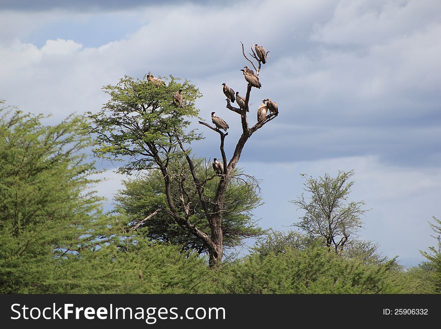 Vultures - Waiting For A Meal