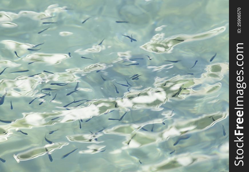 A school of little fish as seen in clear in Adriatic sea. Croatia. A school of little fish as seen in clear in Adriatic sea. Croatia.