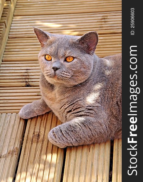 Photo of a beautiful luxury pedigree british shorthair cat posing on wooden decking boards. Photo of a beautiful luxury pedigree british shorthair cat posing on wooden decking boards.