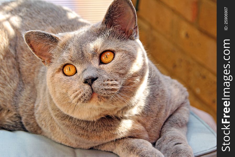 Photo of a pretty looking pedigree british shorthair cat giving a look of love pose!. Photo of a pretty looking pedigree british shorthair cat giving a look of love pose!